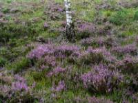 Weißer Moorbirkenstamm in blühender Besenheide